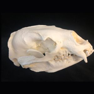 himalayan bear skull replica