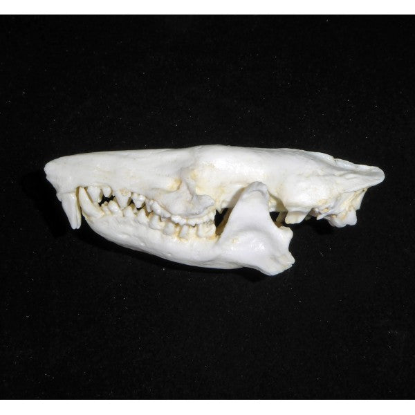 hispaniolan solenodon female skull replica