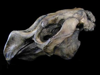 Stellers Sea Cow Skull