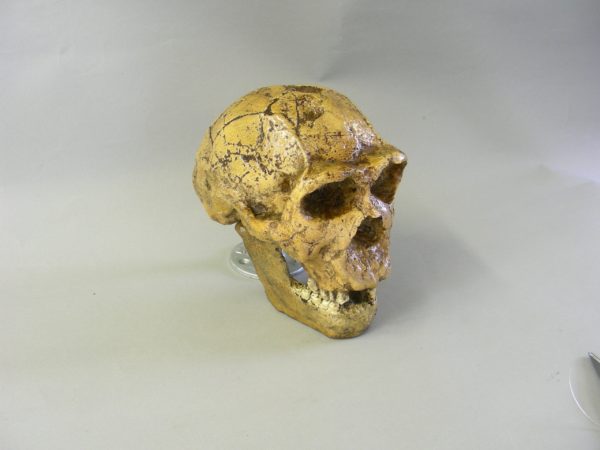 homo ergaster KNM-ER 3733 skull