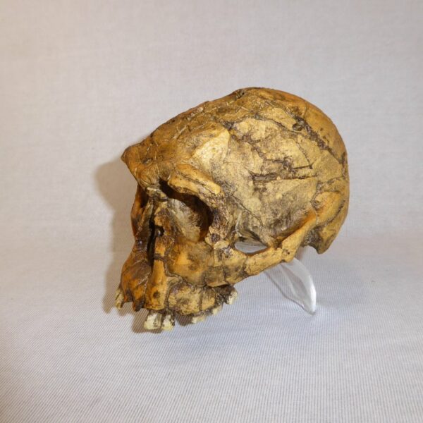 homo habilis knm-er 1813 skull left H1JW8