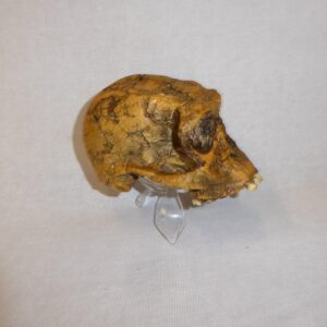 homo habilis knm-er 1813 skull right H1JW8