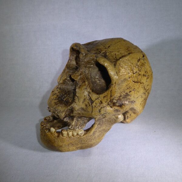 homo ergaster knm-er skull left H1MT2