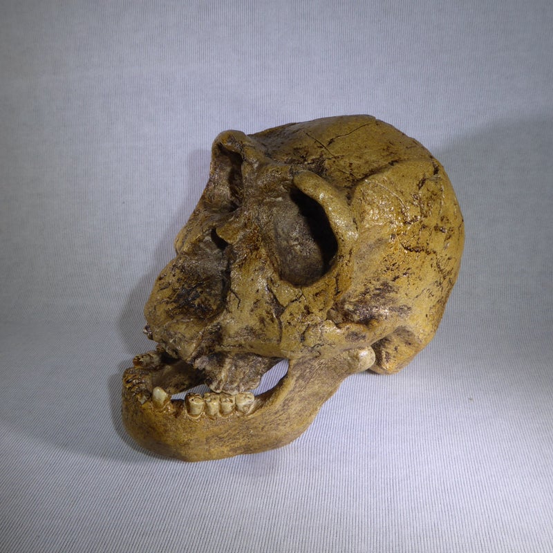 Homo-ergaster-KNM-ER-3733-Skull-left-H1MT2