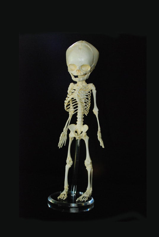 human fetus skeleton replica straight HS001