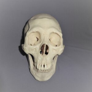 human male skull replica hs006