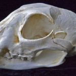 IIUtd-EhIvT-CfehW-Eurasian_Male_Lynx_skulls_replicas_models