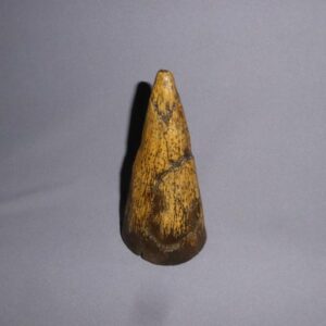 iguanodon thumb spike replica