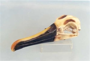 Indian Yellow-Nosed Albatross Skull