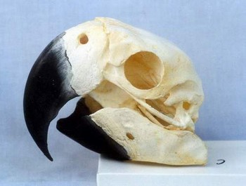 Scarlet Macaw Skull Replica
