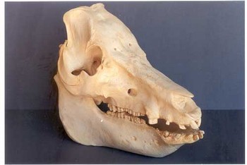 Domestic Pig Skulls Replicas Models