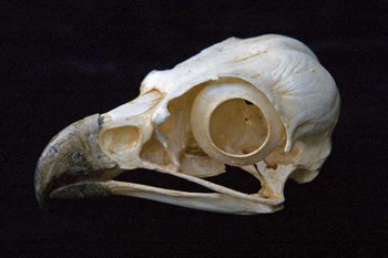 Osprey Bird Skull Replica