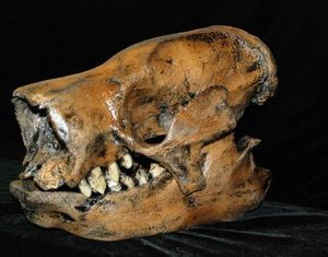Harlans Ground Sloth Skull Cast Replica Models