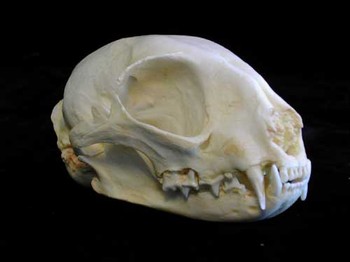 Asian Jungle Cat Female Skulls Replicas Models