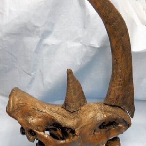 Woolly Rhino Skull with Horns Replicas Models Skull
