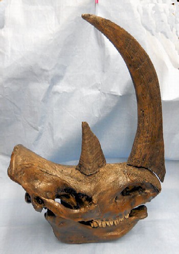 Woolly Rhino Skull with Horns Replicas Models Skull