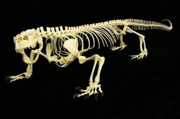 Komodo Dragon Female Skeleton