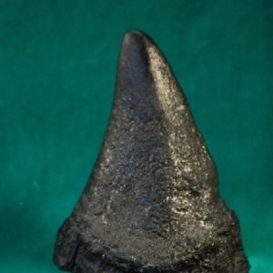 Black Rhinoceros Female Horn Replica