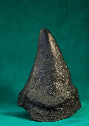 Black Rhinoceros Female Horn Replica
