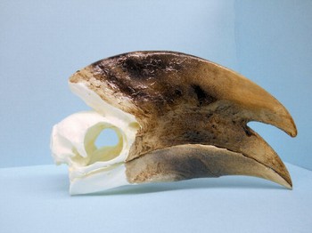White Thighed Male Hornbill Skulls Replicas Models