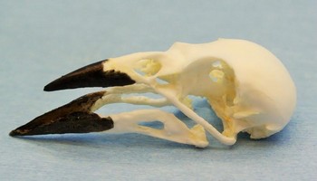 Common Cactus Finch Bird Skull