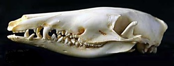 Northern Brown Bandicoot Skull Replica