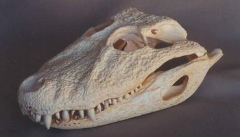 Broad-Nosed Caiman Skull Replica