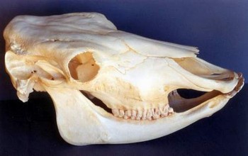 Domestic Cow Skull Replica