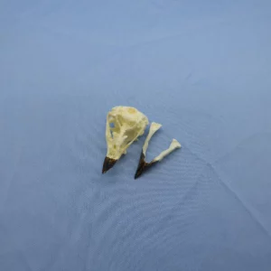 large catus finch skull replica osteological model