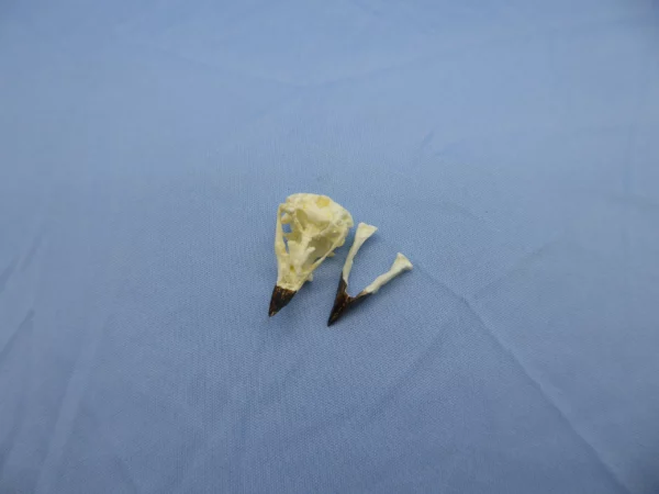 large catus finch skull replica osteological model