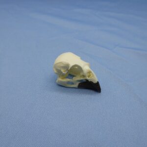 Large Cactus-Finch Skull Replica