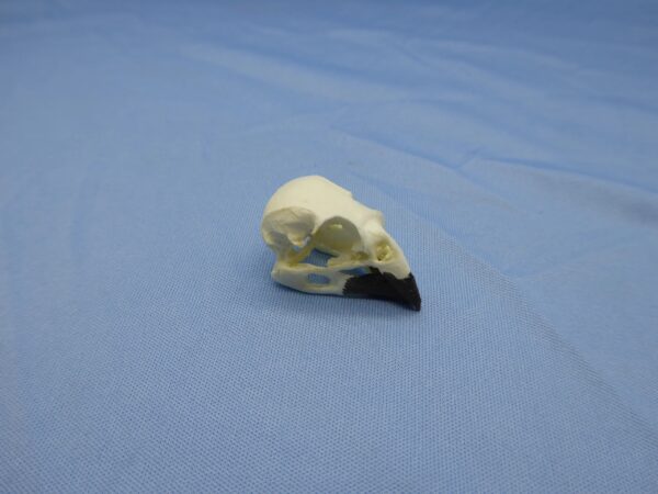 Large-cactus-finch-skull-replica-CA86661