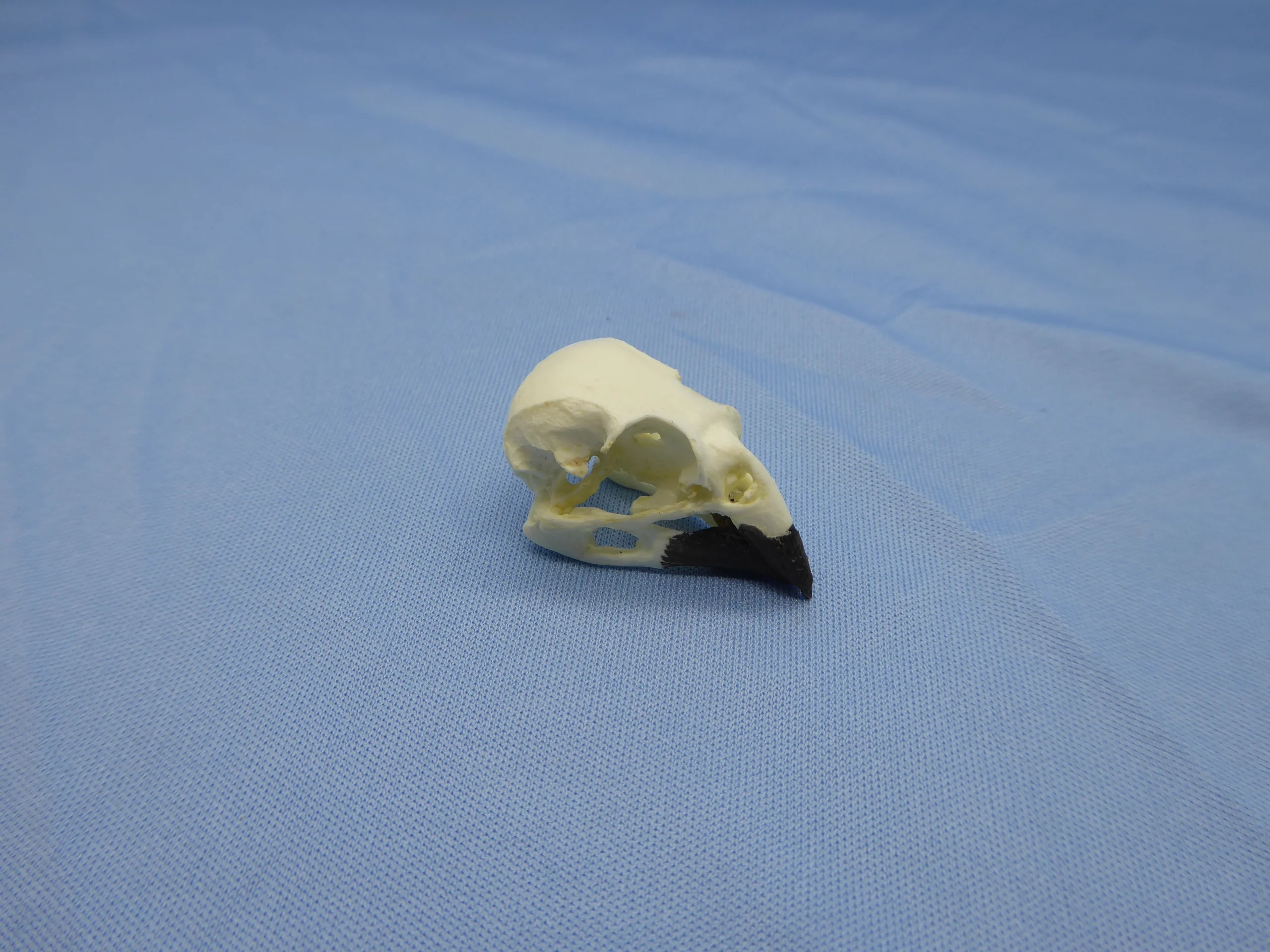 Large Cactus-Finch Skull Replica For Sale