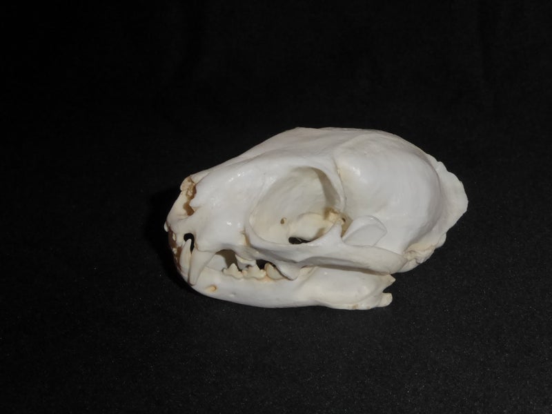 Leopard-Cat-Male-Skull-left-CARB0639
