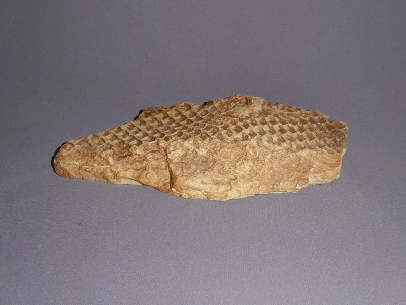 Lepidodendron-Bark-Replica-flat-view-F04