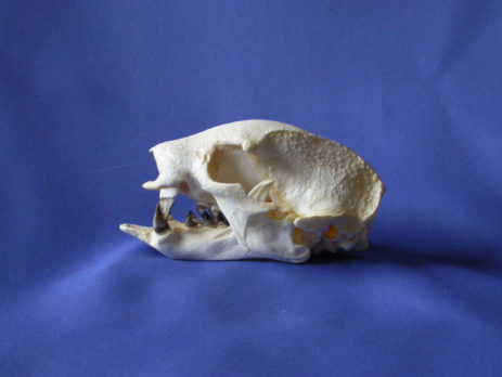 Linnaeus Two-toed sloth Skull - SkeletonsAndSkullsSuperstore
