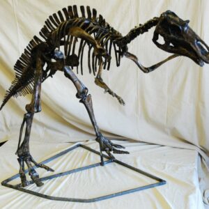 maiasaura juvenile skeleton replica best AA107