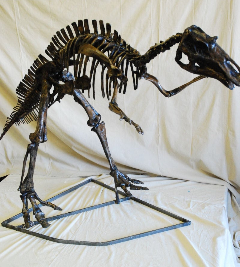 Maiasaura-Juvenile-Skeleton-Replica-Best-AA107