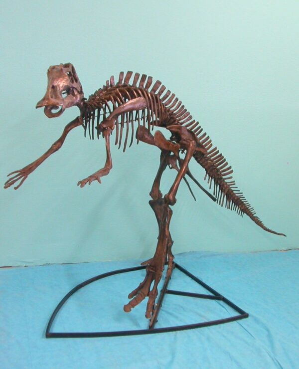 maiasaura juvenile skeleton replica left AA107