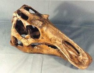 Maiasaura Juvenile Skull Replica