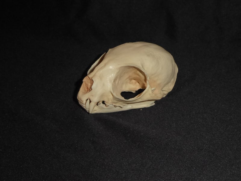 Margay-cat-female-skull-replica-left-EFBC0229
