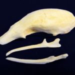 Silky Anteater Skulls Replica Model
