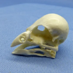 Life-size replica of a Medium Tree-Finch skull (Camarhynchus pauper) with a detailed beak and separate mandible.