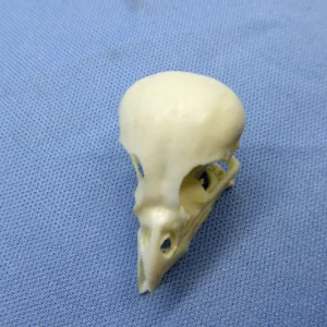 Museum-grade resin cast of a Galapagos Medium Tree-Finch skull, highlighting adapted beak structure for insect foraging.