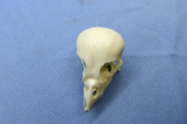 Museum-grade resin cast of a Galapagos Medium Tree-Finch skull, highlighting adapted beak structure for insect foraging.