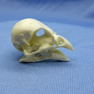 Cast of Darwin's finches for showing rapid evolution and natural selection in response to drought and food source changes.