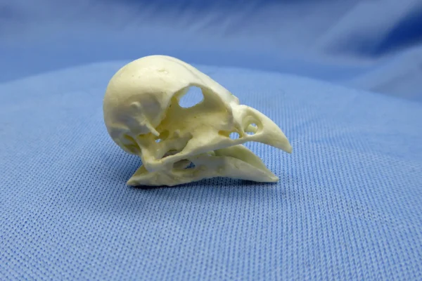 Cast of Darwin's finches for showing rapid evolution and natural selection in response to drought and food source changes.