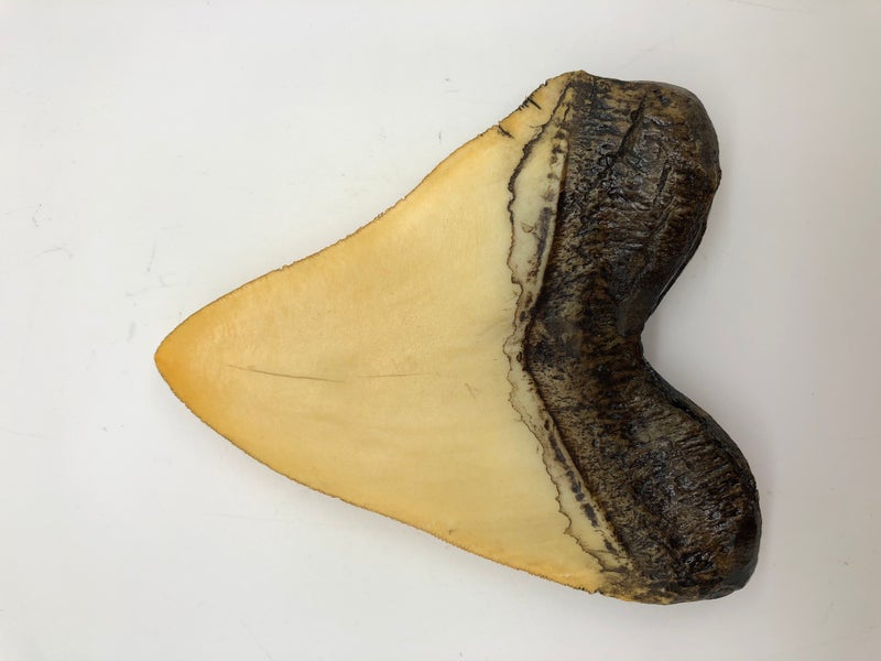 Megalodon-White-Shark-Tooth-side-view-right-t04a