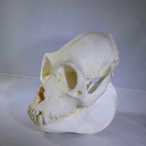 mexican black howler monkey skull replica left CA14858