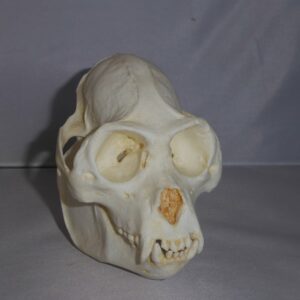 mexican black howler monkey skull replica slight right CA14858